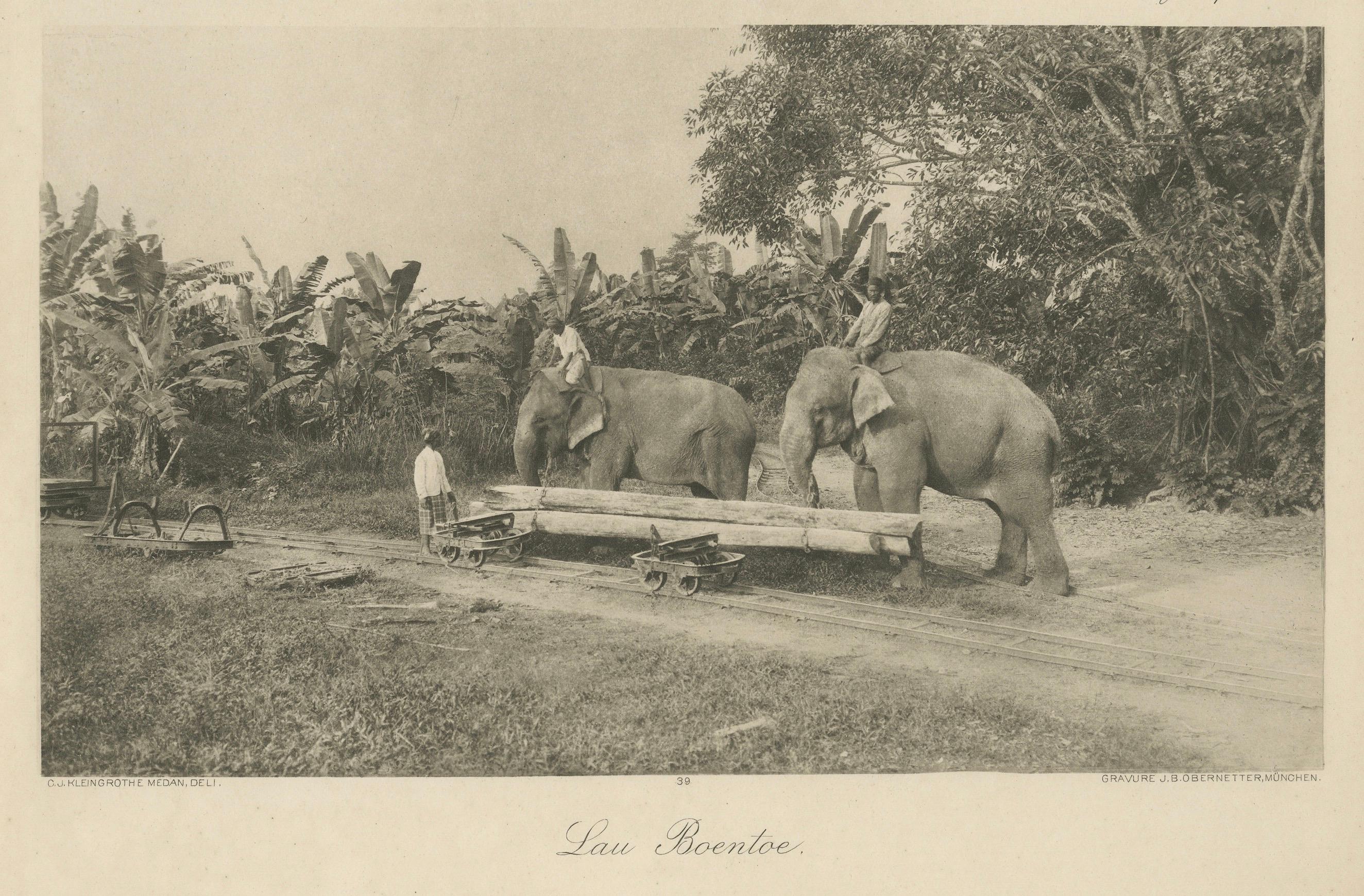 Éléphants bûcherons, Lau Boentoe - Photo ancienne des Indes orientales néerlandaises c.1910 Bon état - En vente à Langweer, NL