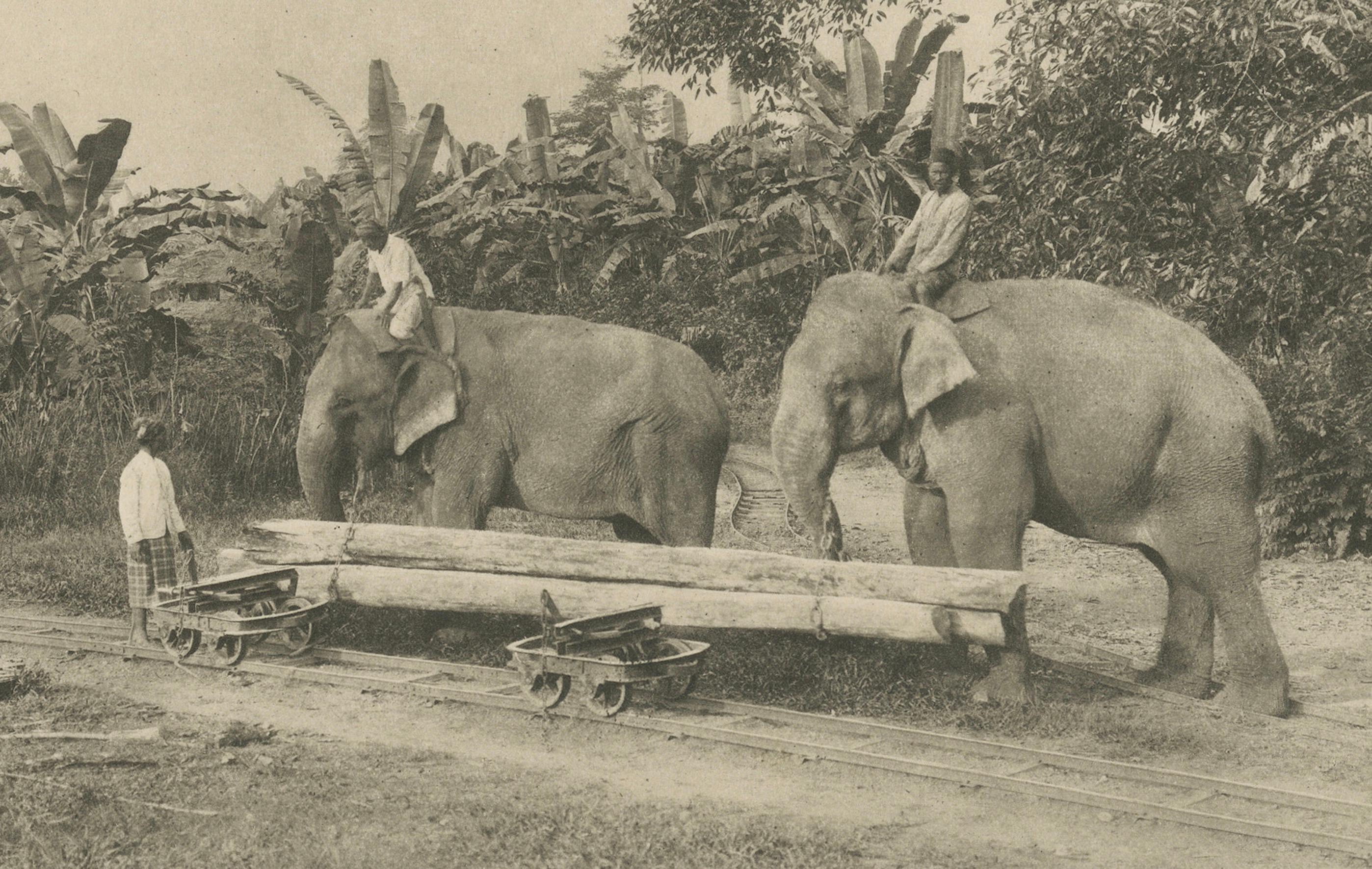 Papier Éléphants bûcherons, Lau Boentoe - Photo ancienne des Indes orientales néerlandaises c.1910 en vente