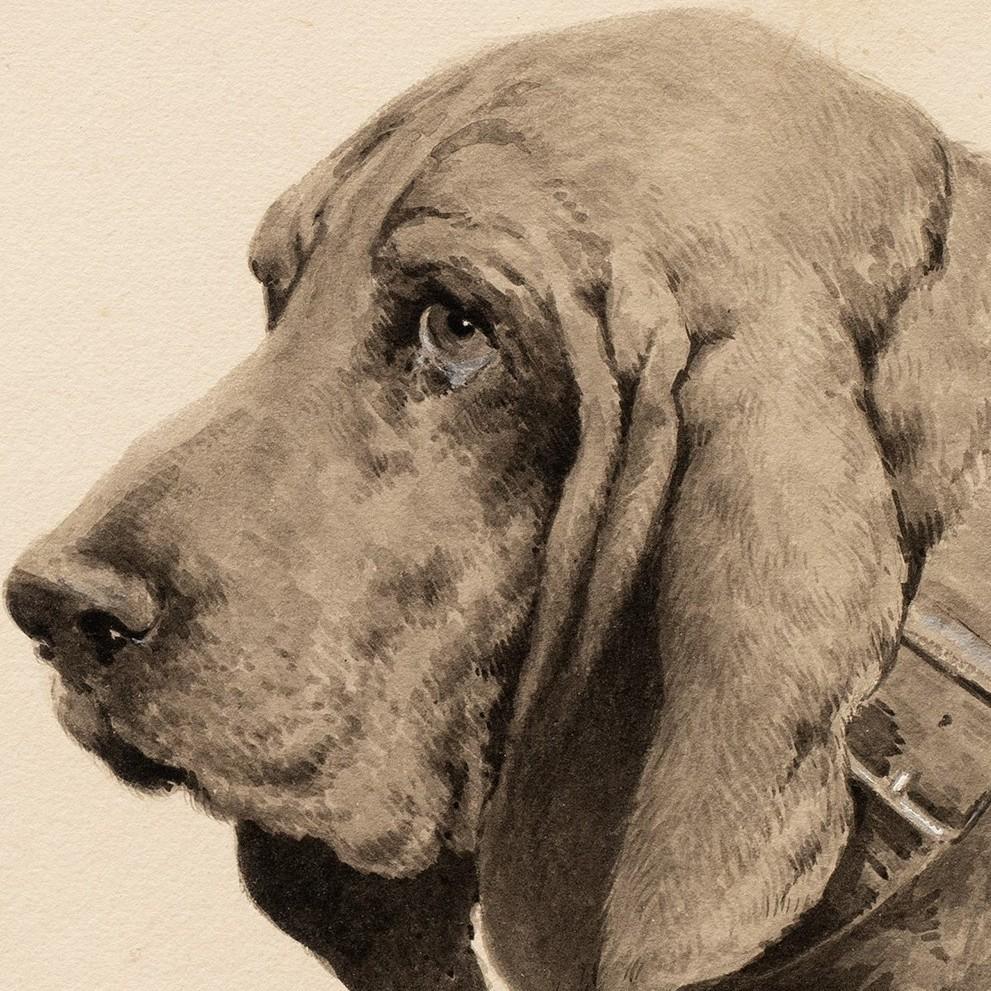 Estudio de un Basset Hound de Léon Espinasse (XIX/XX francés) en venta 3