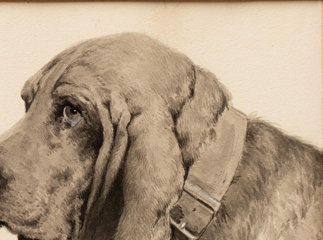 Estudio de un Basset Hound de Léon Espinasse (XIX/XX francés) en venta 5