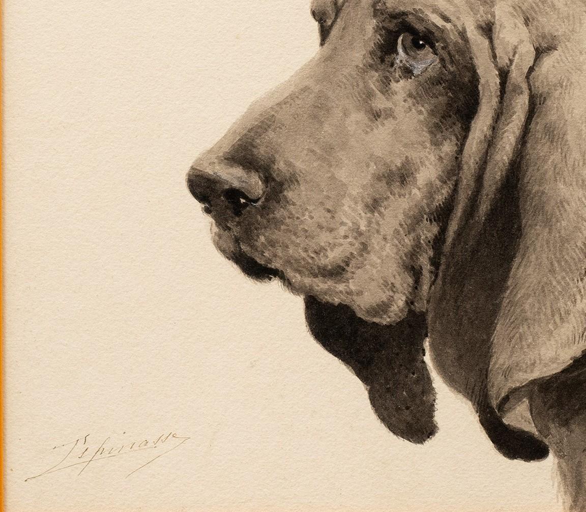 Estudio de un Basset Hound de Léon Espinasse (XIX/XX francés) en venta 7