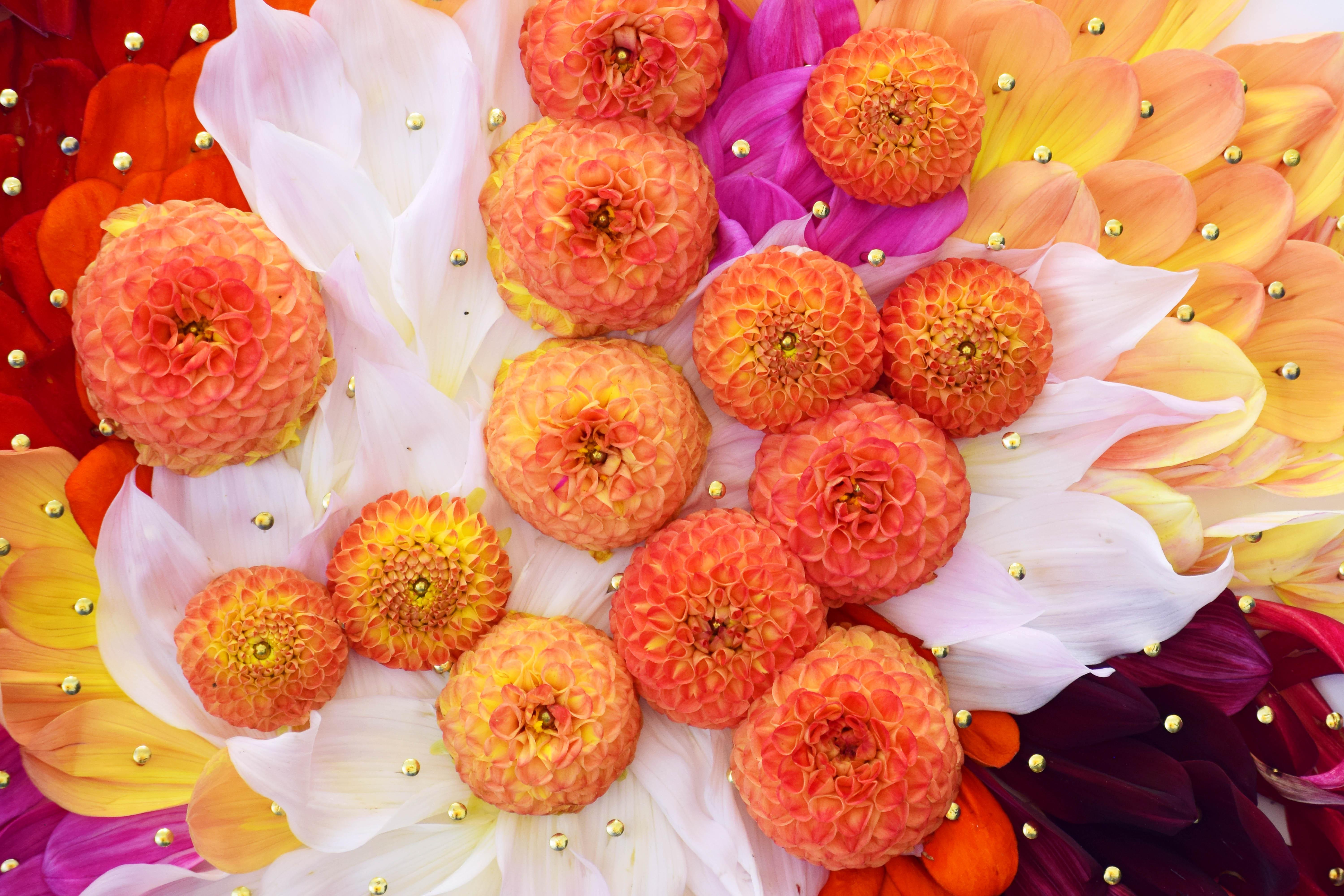 SEPTEMBER 01 - floral - digital photography - 3mm Acrylic Facemount - Print by Long Gao