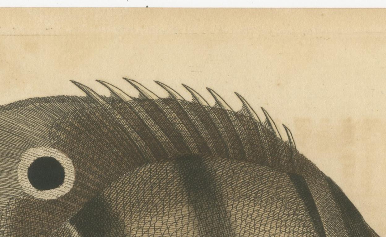 Long-Nosed Surgeonfish – Antique Hand-Colored Fish Engraving, Nodder c.1794