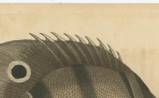 Long-Nosed Surgeonfish, Antique Hand-Colored Fish Engraving, Nodder c.1794, view 10