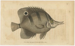 Long-Nosed Surgeonfish – Antique Hand-Colored Fish Engraving, Nodder c.1794