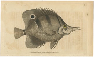 Long-Nosed Surgeonfish, Antique Hand-Colored Fish Engraving, Nodder c.1794, view 2