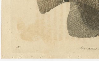 Long-Nosed Surgeonfish, Antique Hand-Colored Fish Engraving, Nodder c.1794, view 3