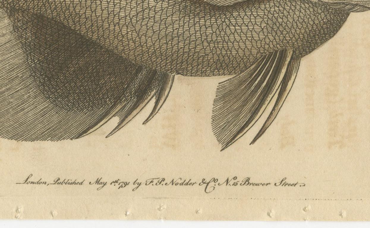Long-Nosed Surgeonfish – Antique Hand-Colored Fish Engraving, Nodder c.1794