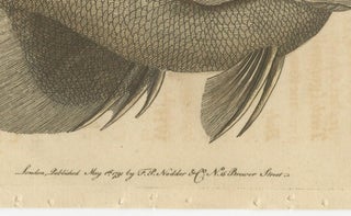 Long-Nosed Surgeonfish, Antique Hand-Colored Fish Engraving, Nodder c.1794, view 4