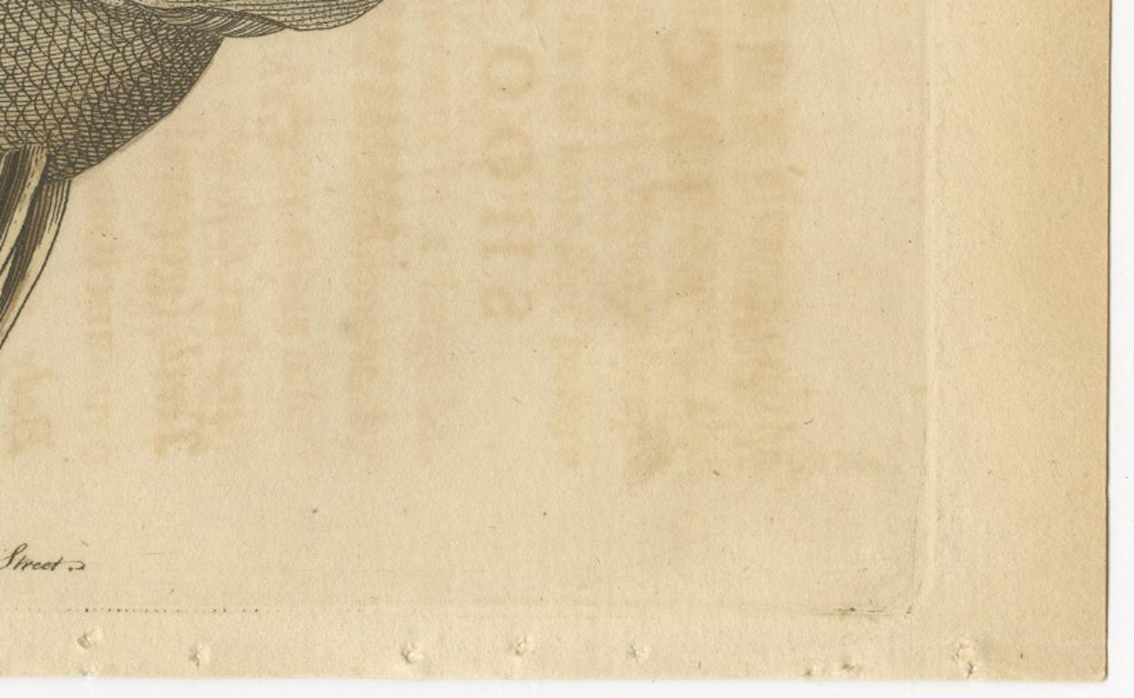 Long-Nosed Surgeonfish – Antique Hand-Colored Fish Engraving, Nodder c.1794