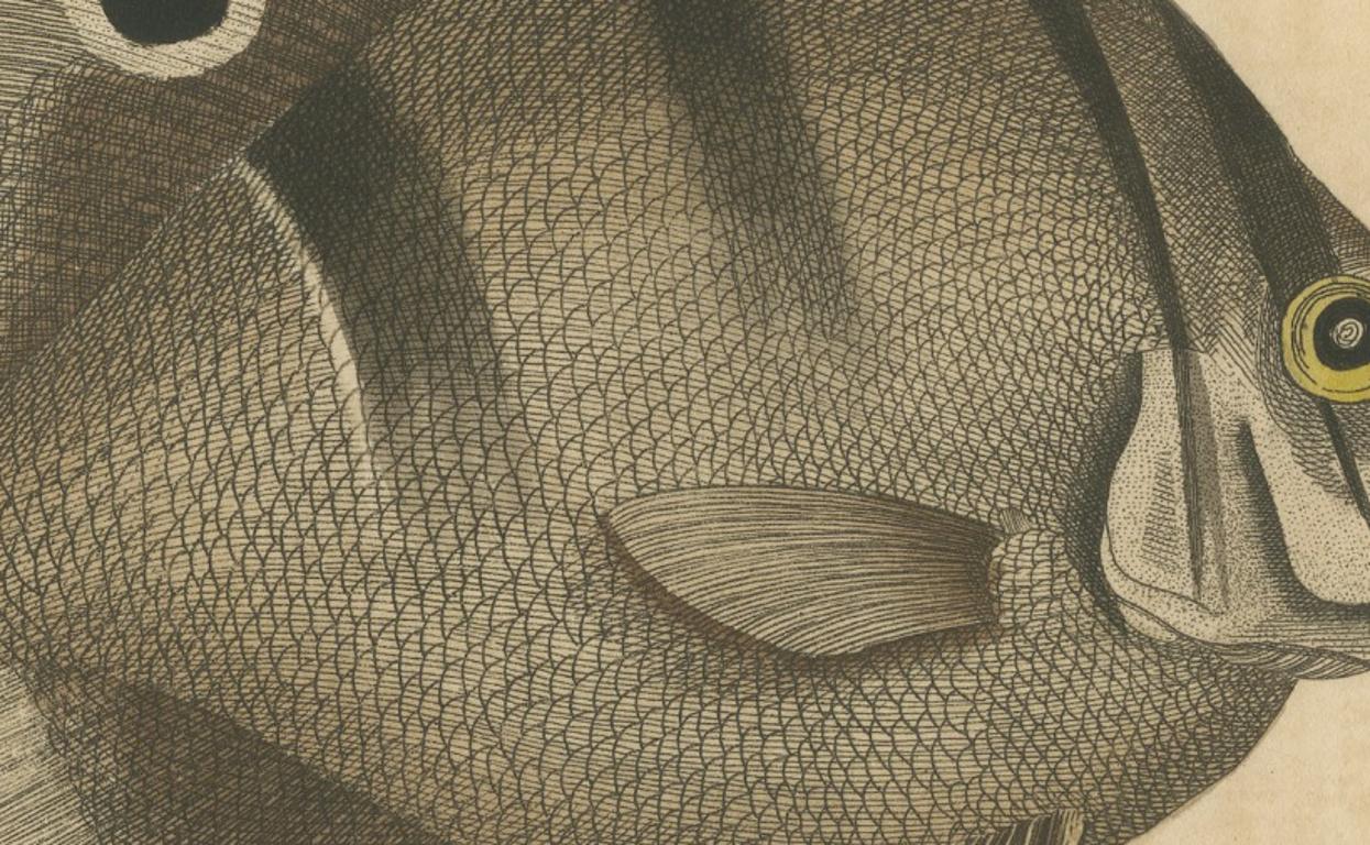 Long-Nosed Surgeonfish – Antique Hand-Colored Fish Engraving, Nodder c.1794