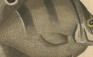 Long-Nosed Surgeonfish, Antique Hand-Colored Fish Engraving, Nodder c.1794, view 6