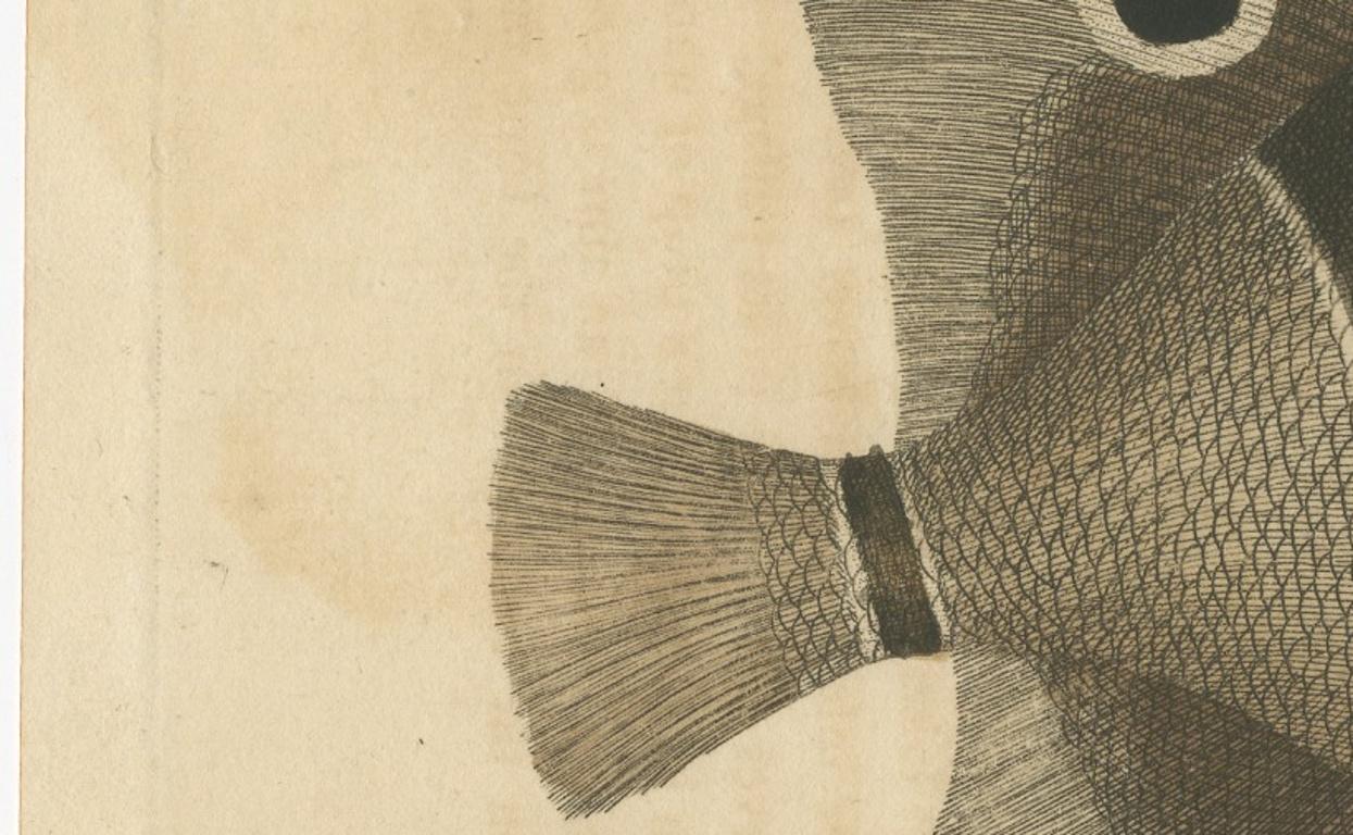 Long-Nosed Surgeonfish – Antique Hand-Colored Fish Engraving, Nodder c.1794