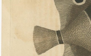 Long-Nosed Surgeonfish, Antique Hand-Colored Fish Engraving, Nodder c.1794, view 7