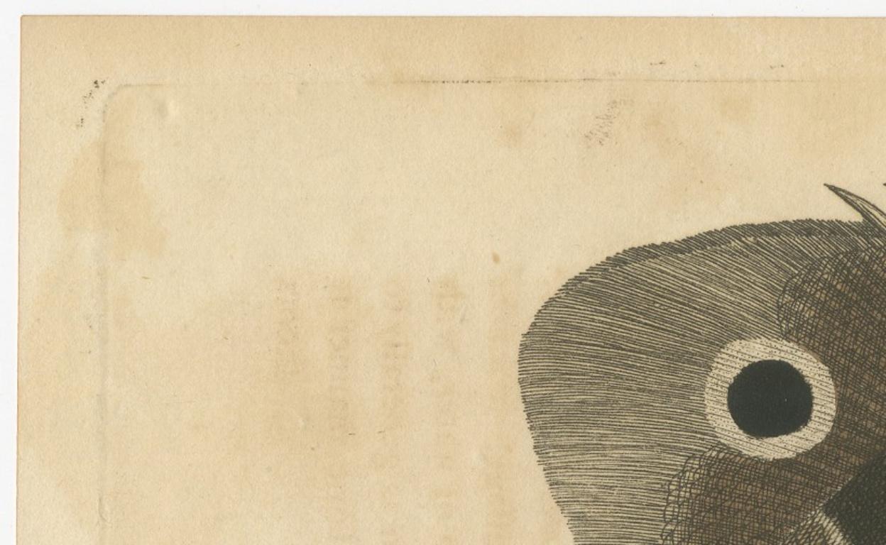 Long-Nosed Surgeonfish – Antique Hand-Colored Fish Engraving, Nodder c.1794