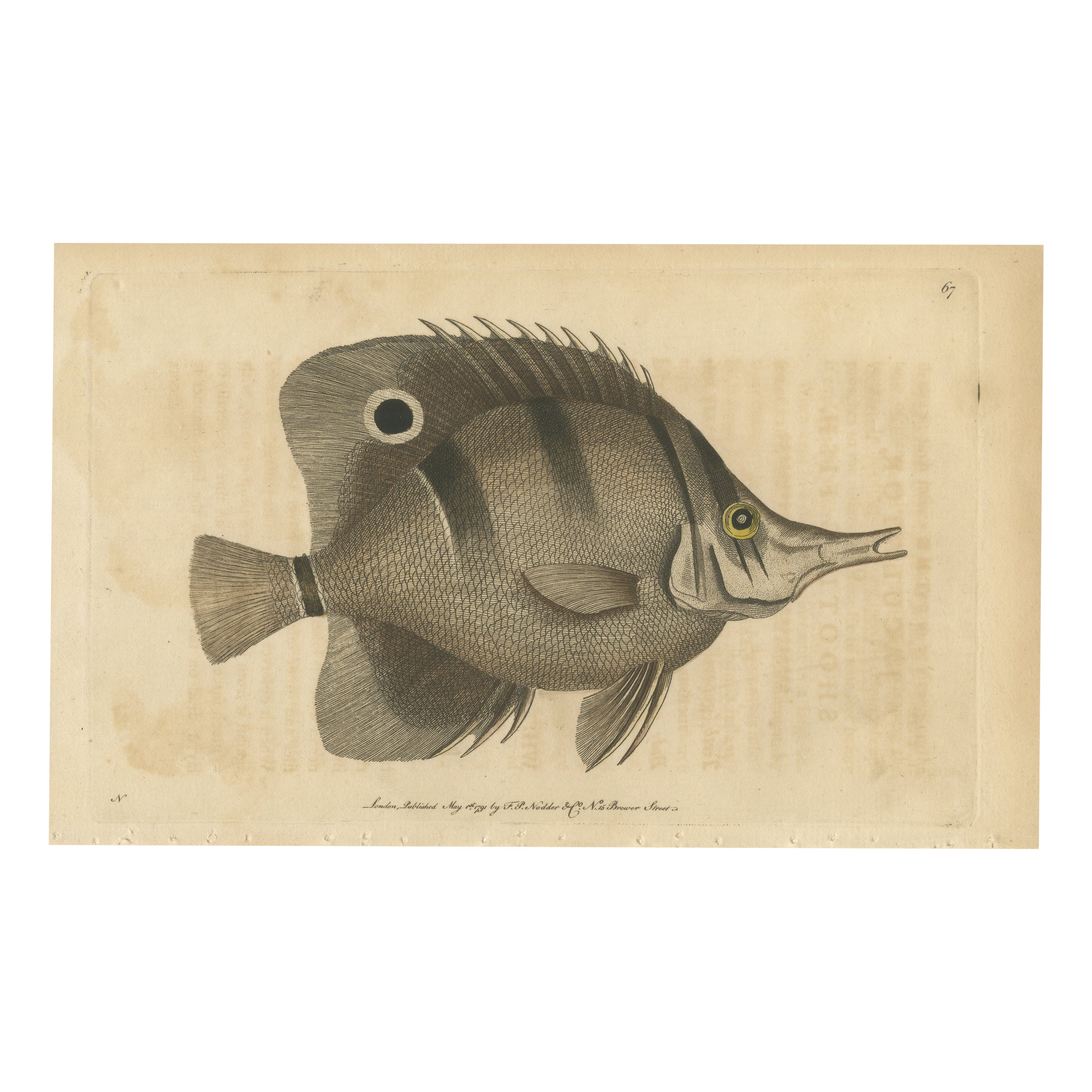 Long-Nosed Surgeonfish – Antique Hand-Colored Fish Engraving, Nodder c.1794