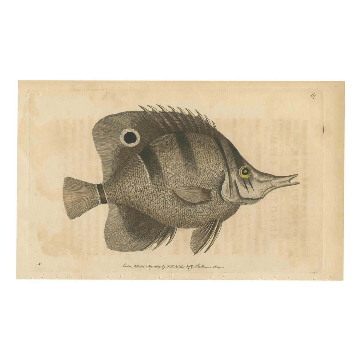 Long-Nosed Surgeonfish, Antique Hand-Colored Fish Engraving, Nodder c.1794