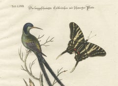 Long-Tailed Black-Headed Hummingbird and Butterfly Engraving by Seligmann, 1770