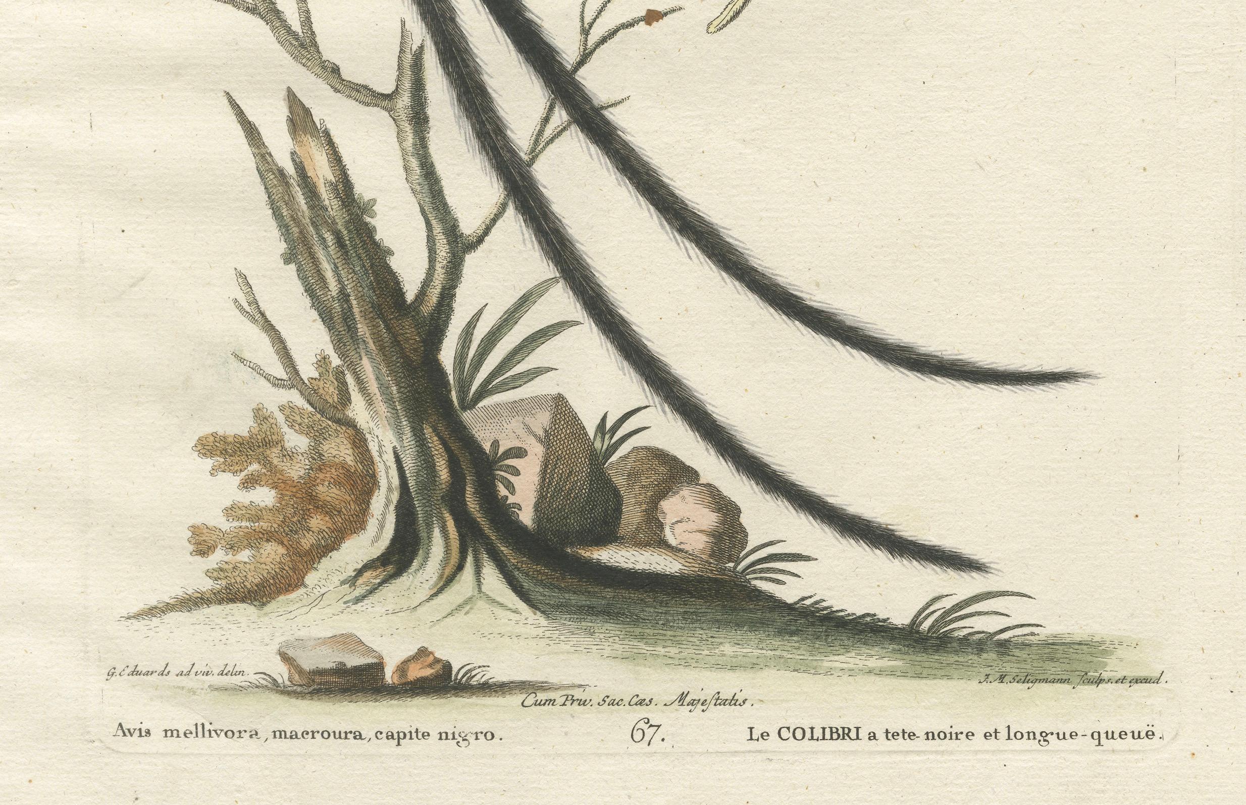 Colibrí de cola larga y cabeza negra y mariposa Grabado de Seligmann, 1770 en Bueno estado para la venta en Langweer, NL