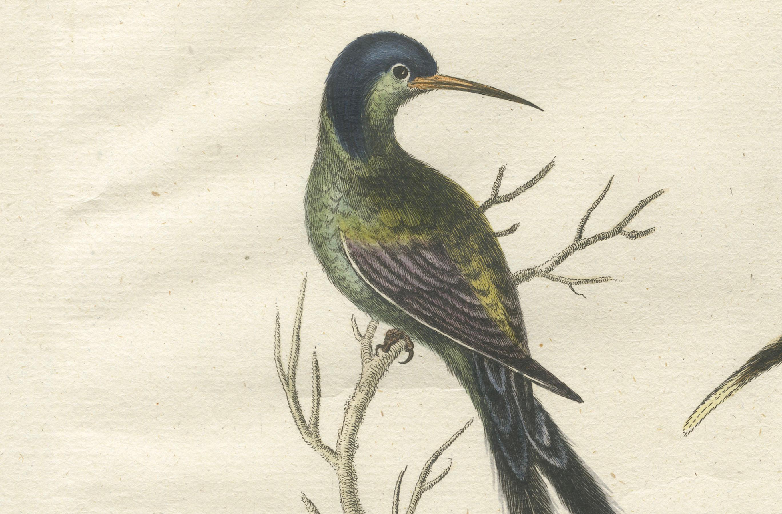 Colibrí de cola larga y cabeza negra y mariposa Grabado de Seligmann, 1770 finales del siglo XVIII en venta