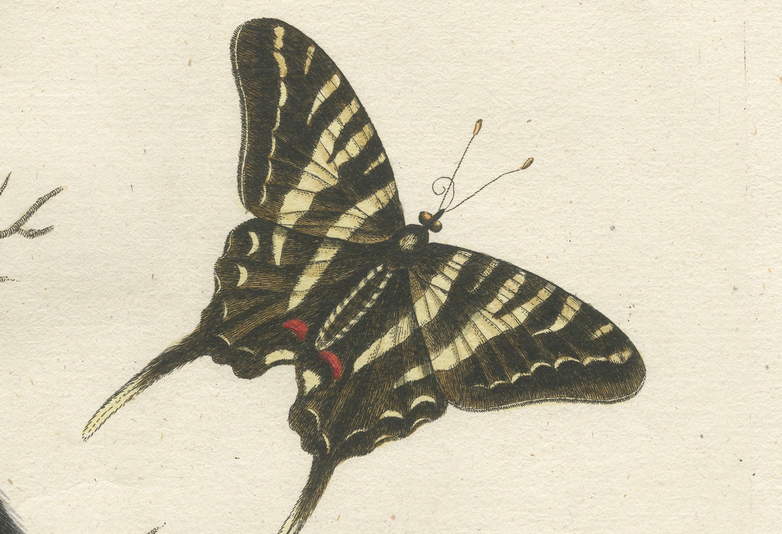 Colibrí de cola larga y cabeza negra y mariposa Grabado de Seligmann, 1770 Papel en venta