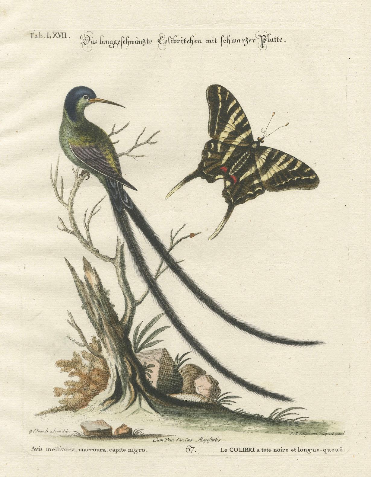 Colibrí de cola larga y cabeza negra y mariposa Grabado de Seligmann, 1770 en venta 1
