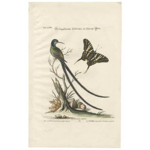 Long-Tailed Black-Headed Hummingbird and Butterfly Engraving by Seligmann, 1770