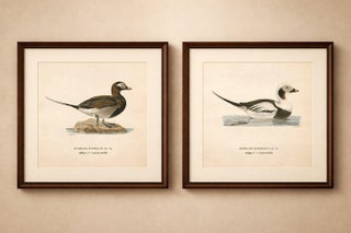 Long-Tailed Duck Pair, 1929 Swedish Ornithology Lithographs, Harelda hyemalis, view 2