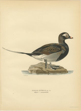 Long-Tailed Duck Pair, 1929 Swedish Ornithology Lithographs, Harelda hyemalis, view 3