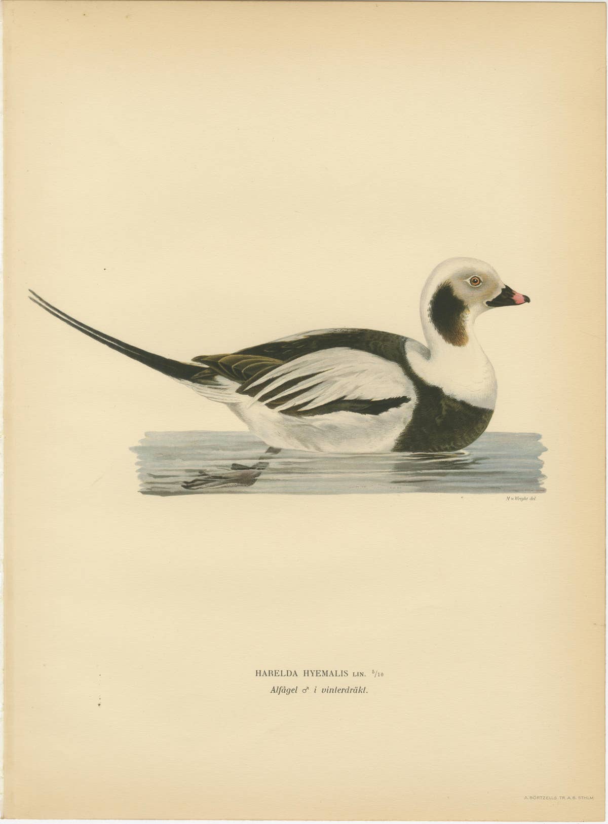 Long-Tailed Duck Pair, 1929 Swedish Ornithology Lithographs — Harelda hyemalis