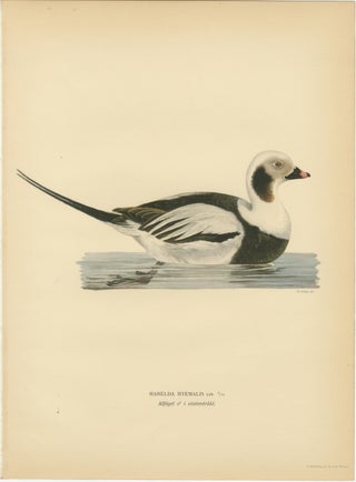 Long-Tailed Duck Pair, 1929 Swedish Ornithology Lithographs, Harelda hyemalis, view 4