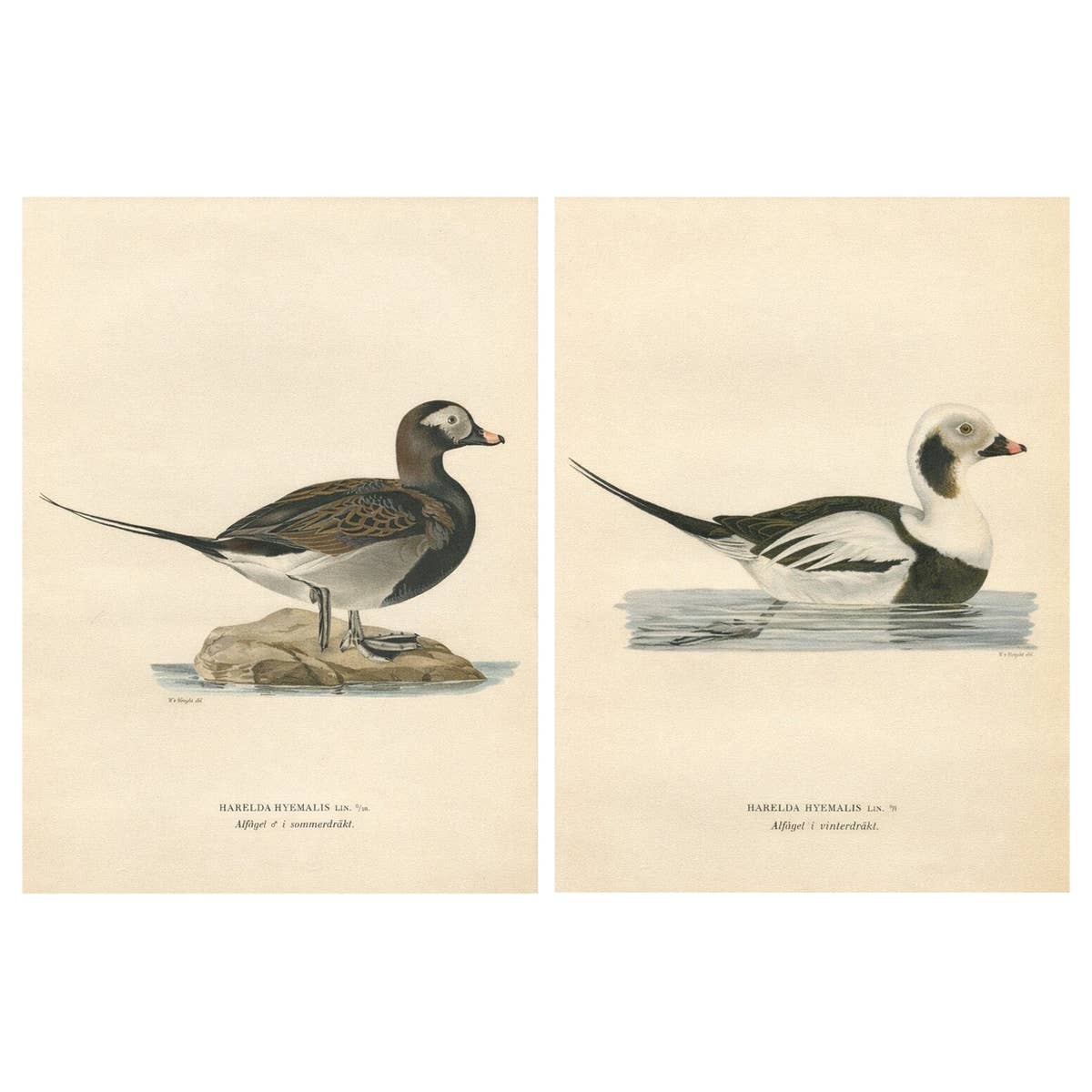 Long-Tailed Duck Pair, 1929 Swedish Ornithology Lithographs — Harelda hyemalis