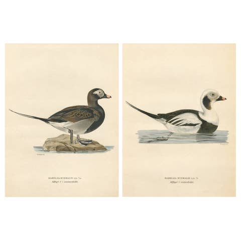 Long-Tailed Duck Pair, 1929 Swedish Ornithology Lithographs — Harelda hyemalis