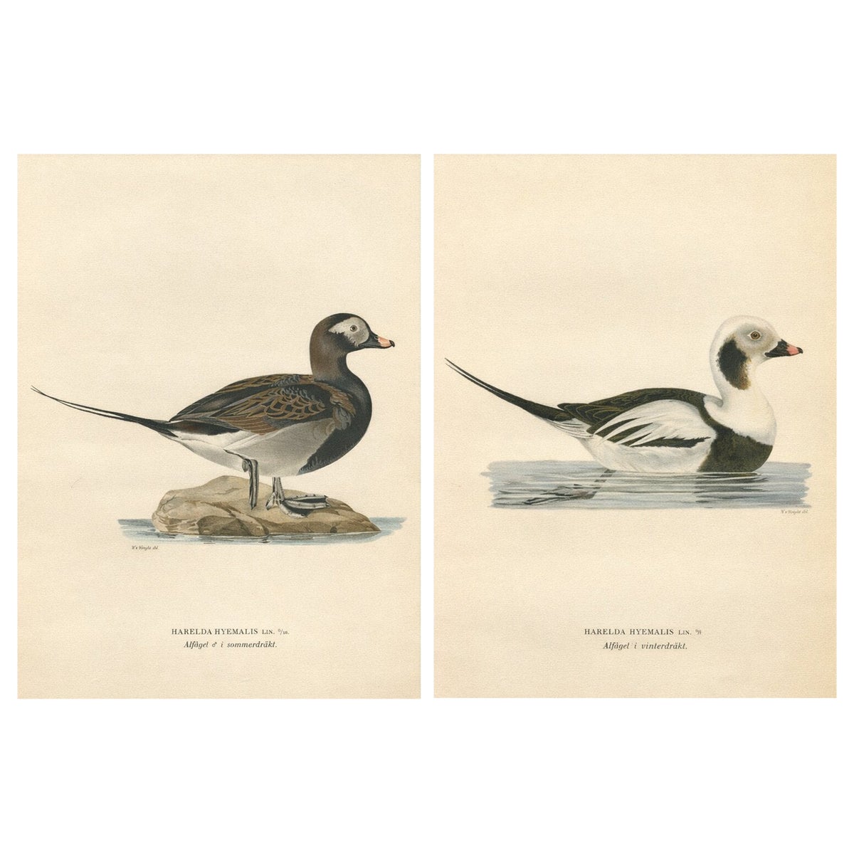 Long-Tailed Duck Pair, 1929 Swedish Ornithology Lithographs, Harelda hyemalis
