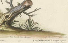 Long-Tailed Green Hummingbird Engraving by J.M. Seligmann after Edwards, ca.1770