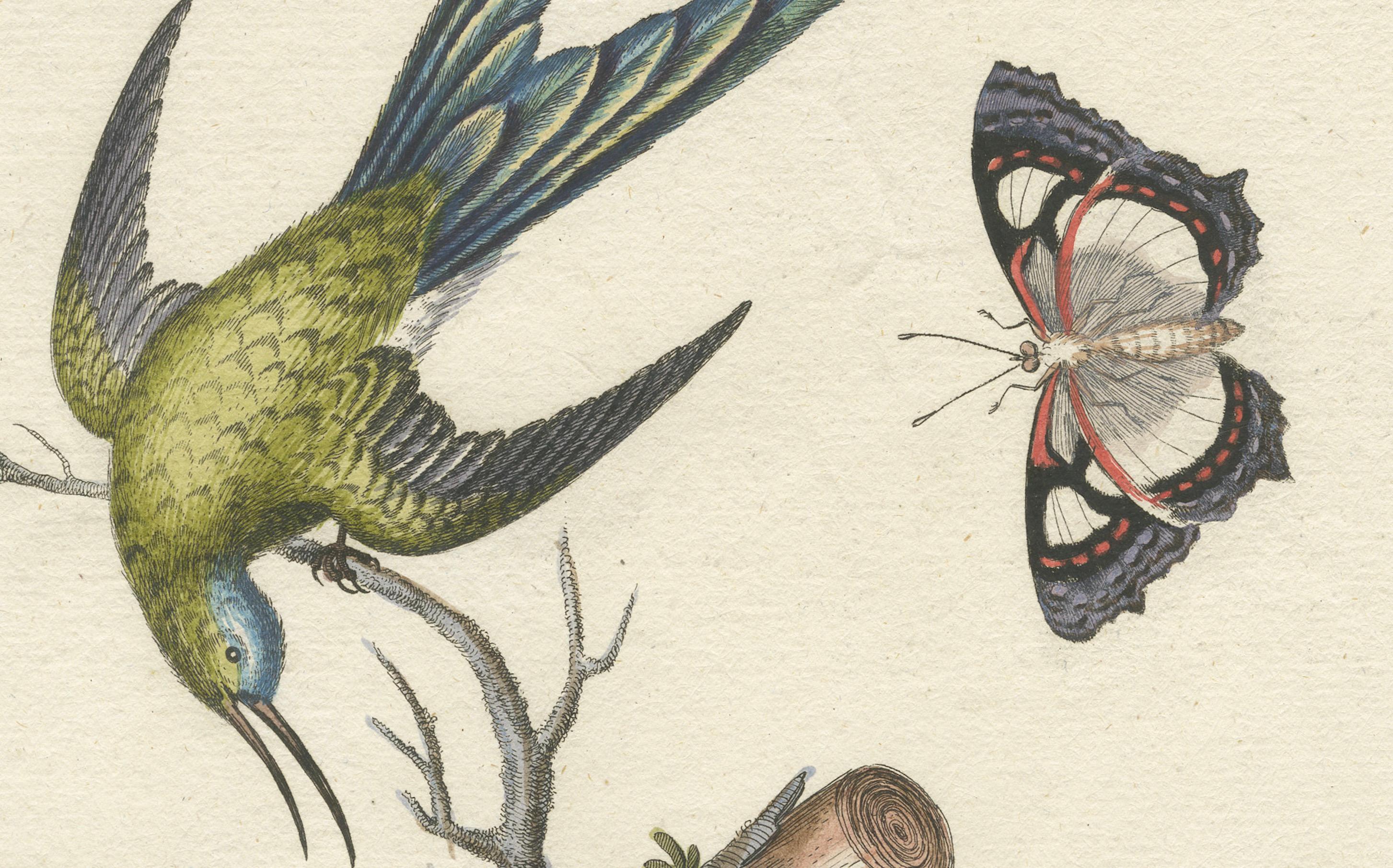 Gravé Gravure d'un coq vert à longues tiges par J.M. Seligmann d'après Edwards, vers 1770 en vente