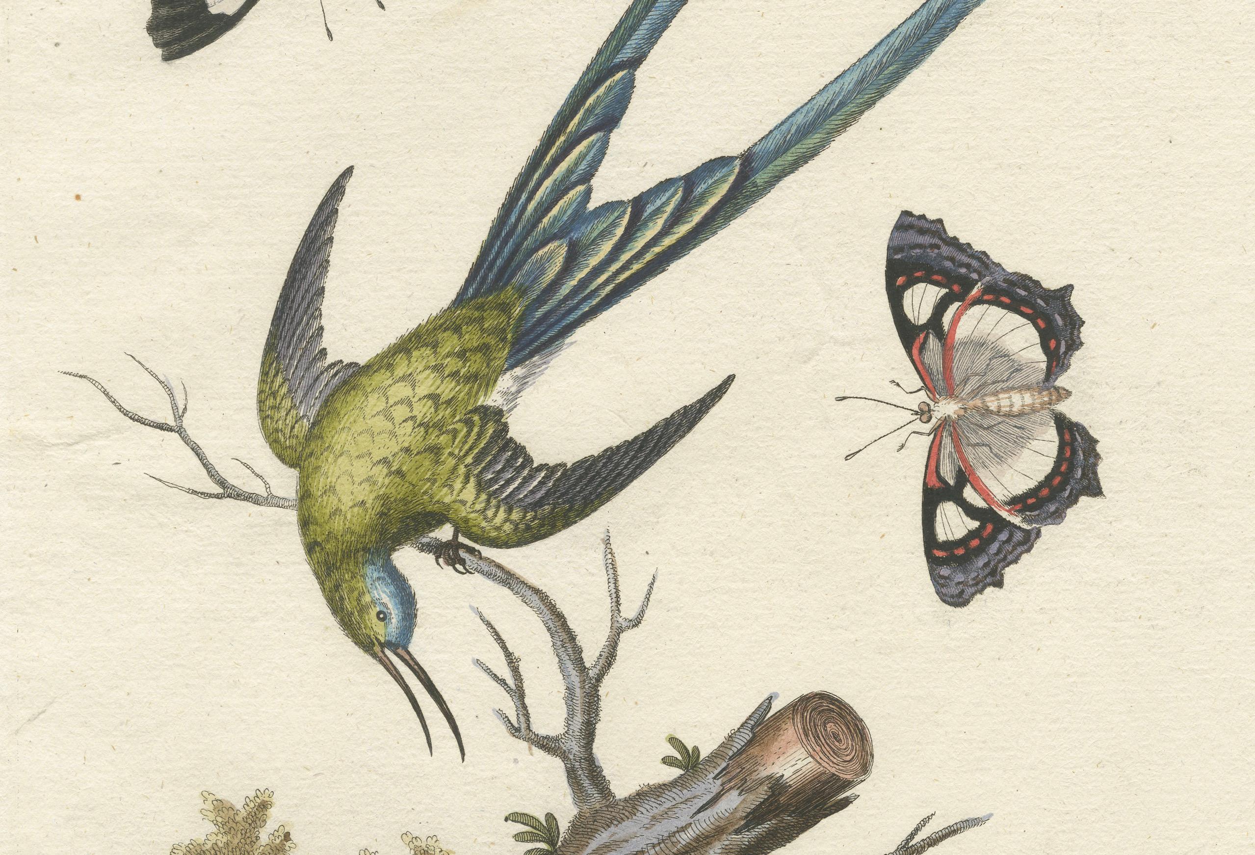 Fin du XVIIIe siècle Gravure d'un coq vert à longues tiges par J.M. Seligmann d'après Edwards, vers 1770 en vente