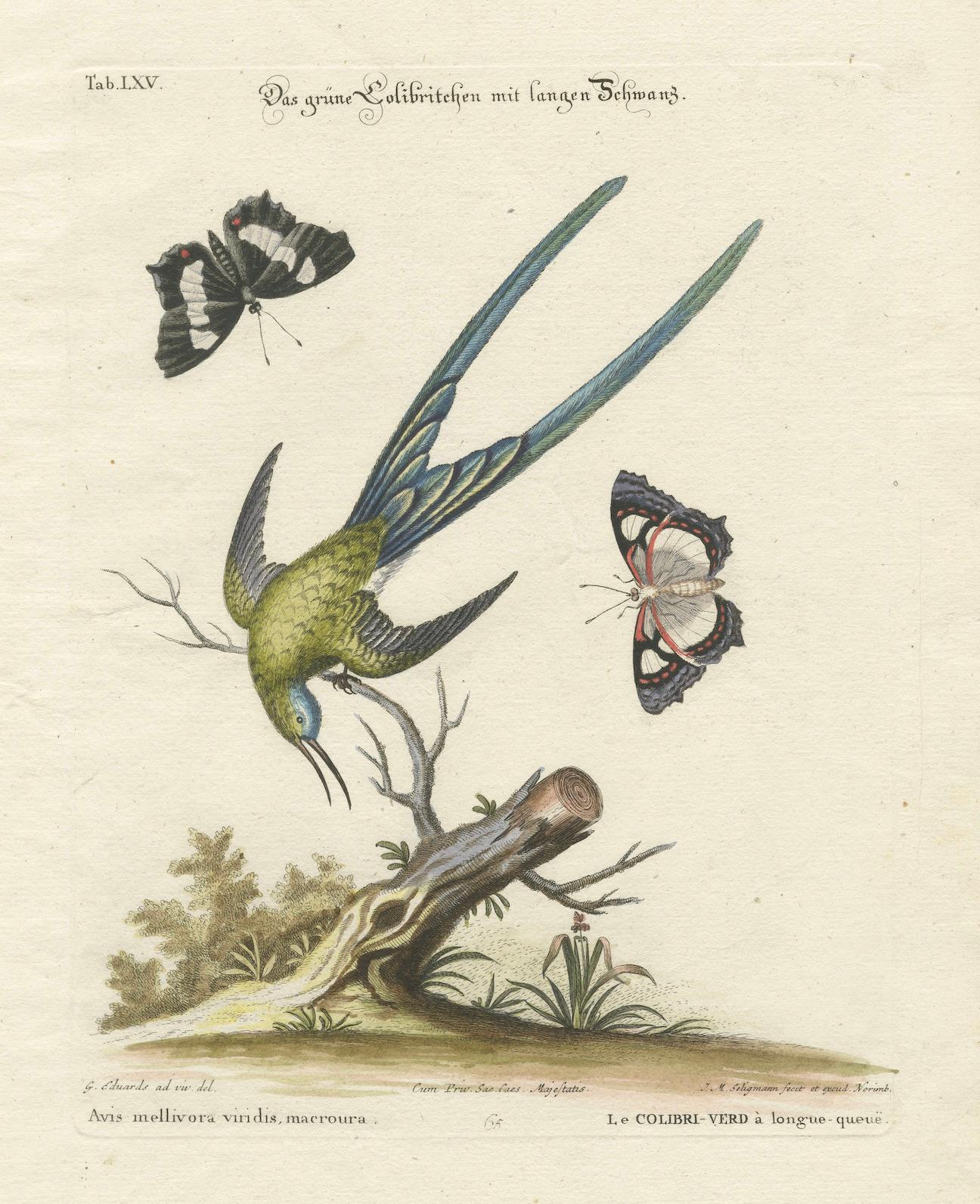 Papier Gravure d'un coq vert à longues tiges par J.M. Seligmann d'après Edwards, vers 1770 en vente