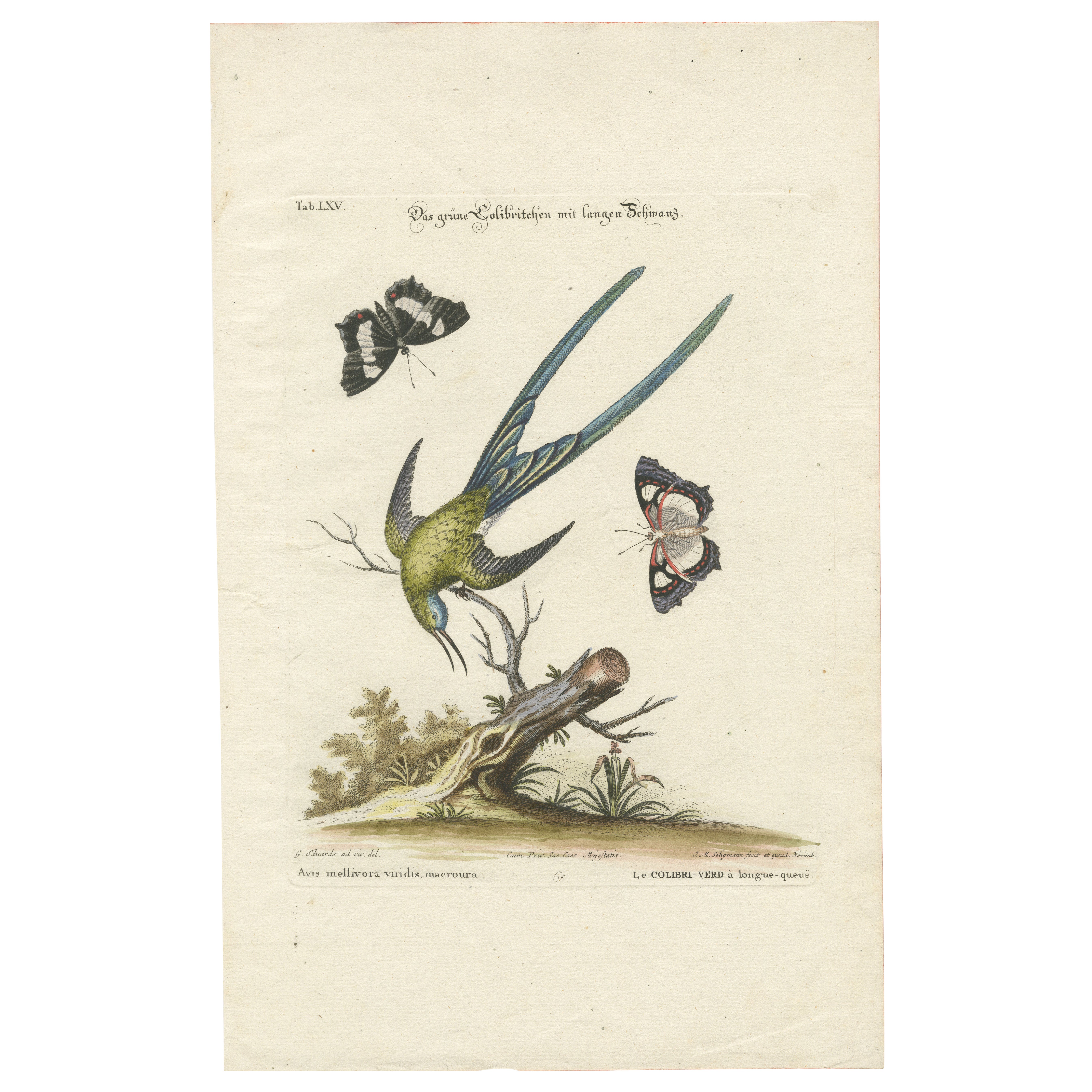 Langgestreckter grüner Hummingbird-Stickerei von J.M. Seligmann nach Edwards, ca. 1770, Seligmann