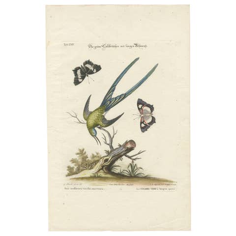 Long-Tailed Green Hummingbird Engraving by J.M. Seligmann after Edwards, ca.1770