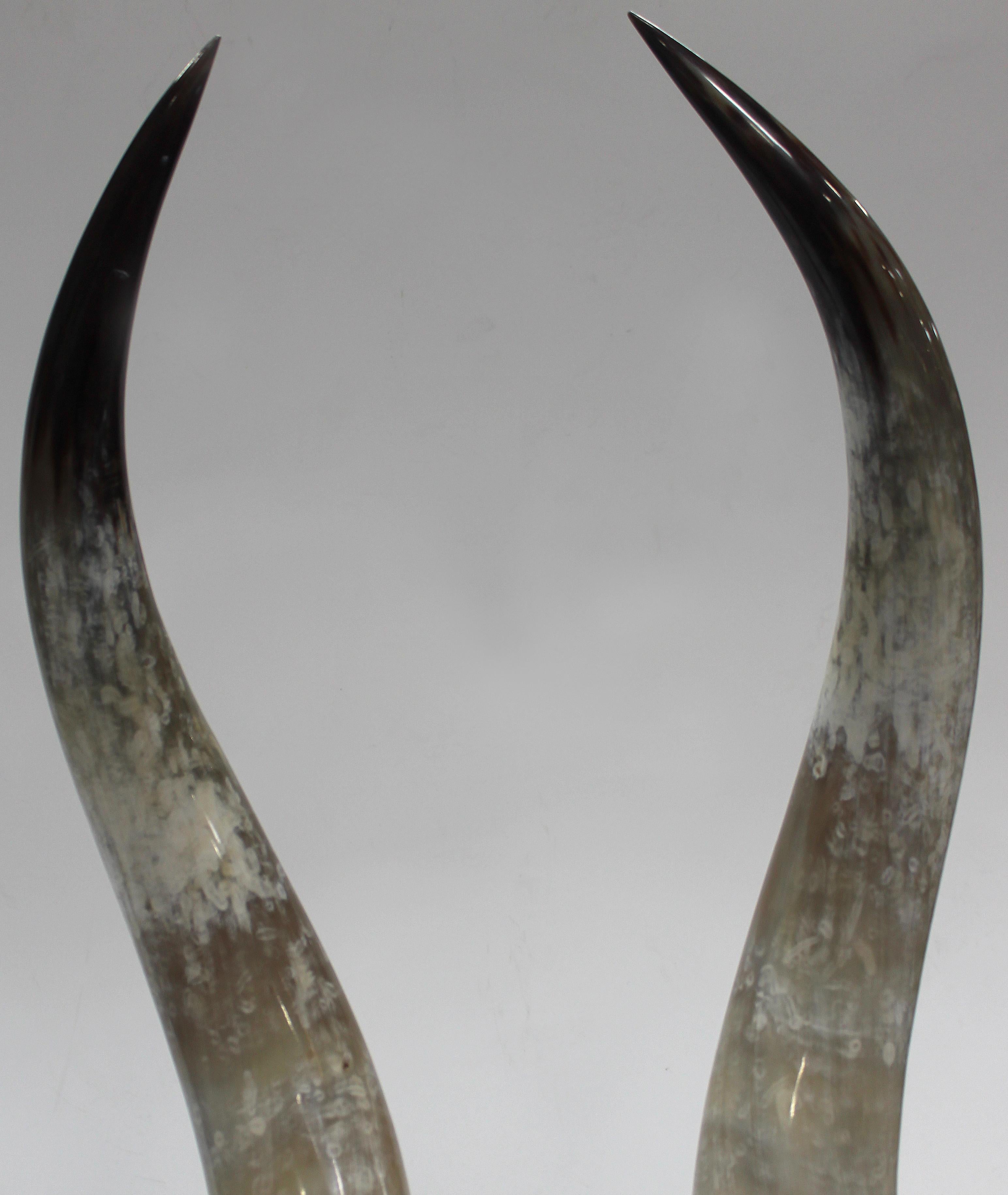 20th Century Overscale Longhorn Steer Horns Mounted on Lucite Bases
