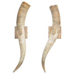 Longhorn Wall Sconces