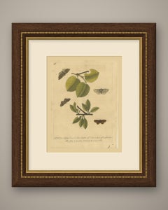 Looper Caterpillars and Moths on Broad Leaved Branches, Albin Plate 96, 1720