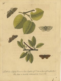 Looper Caterpillars and Moths on Broad Leaved Branches, Albin Plate 96, 1720