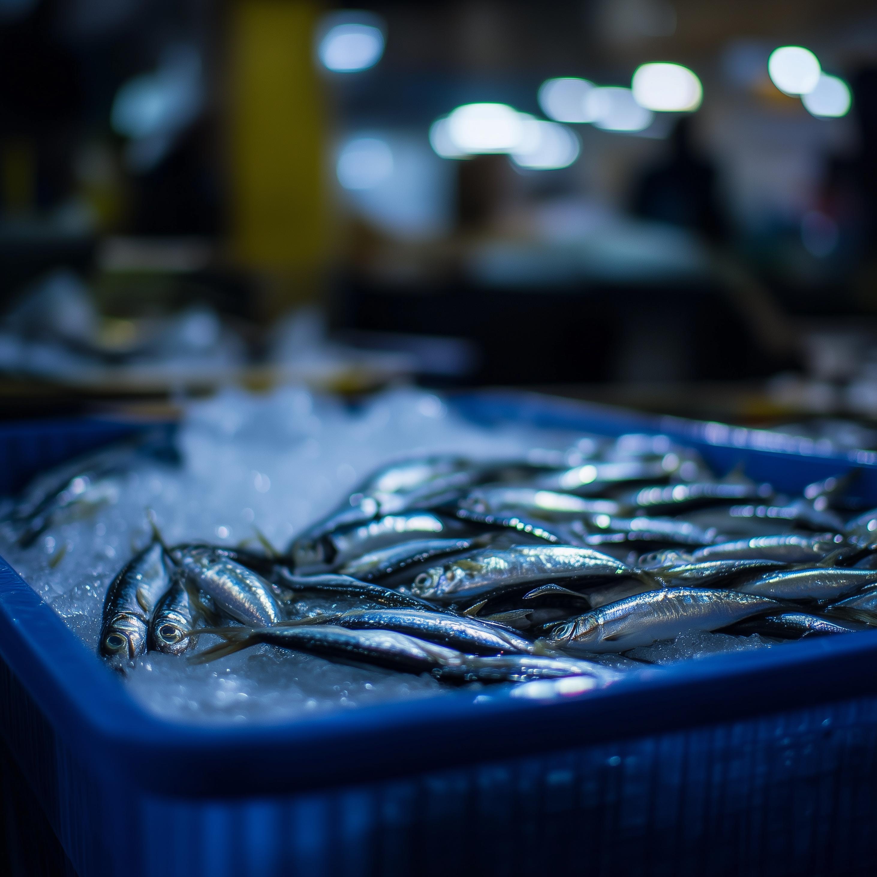Lord Fauntleroy Figurative Photograph - Ahmedabad 151209-09 (India, Spice, Street Market, Cool, Fish, 30% OFF)