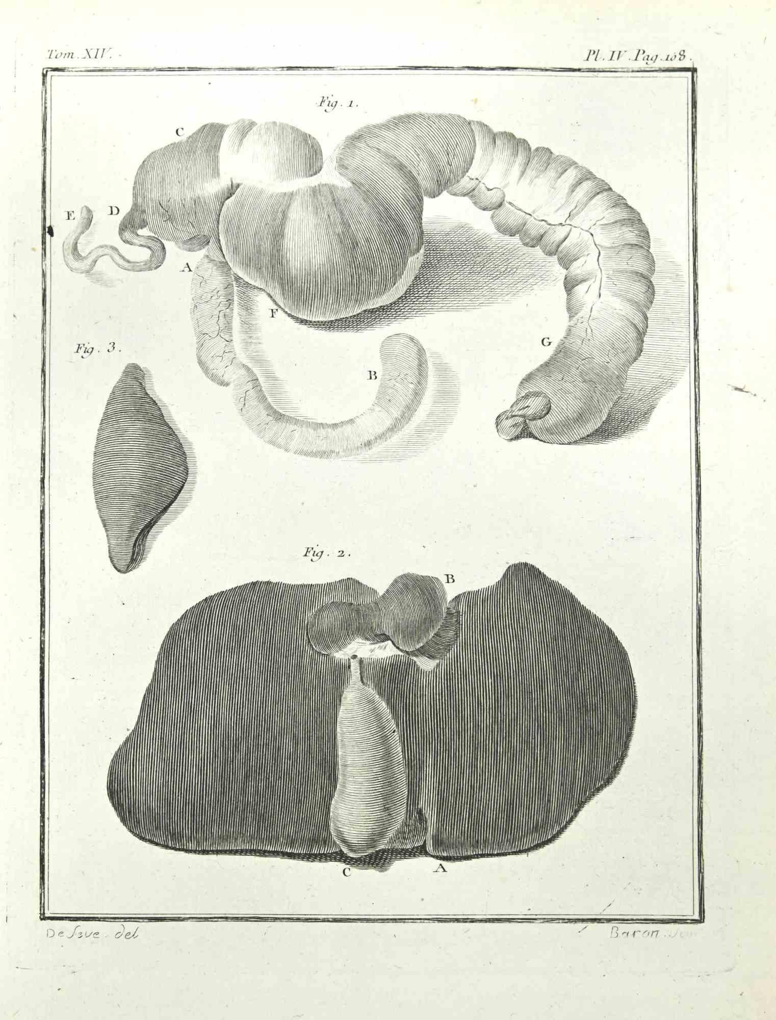 Animal's digestive system is an etching realized by Lorenz Heister in 1750.

Signed in plate.

The artwork Belongs to the suite "Histoire naturelle, générale et particulière avec la description du Cabinet du Roi". Paris: Imprimerie Royale,