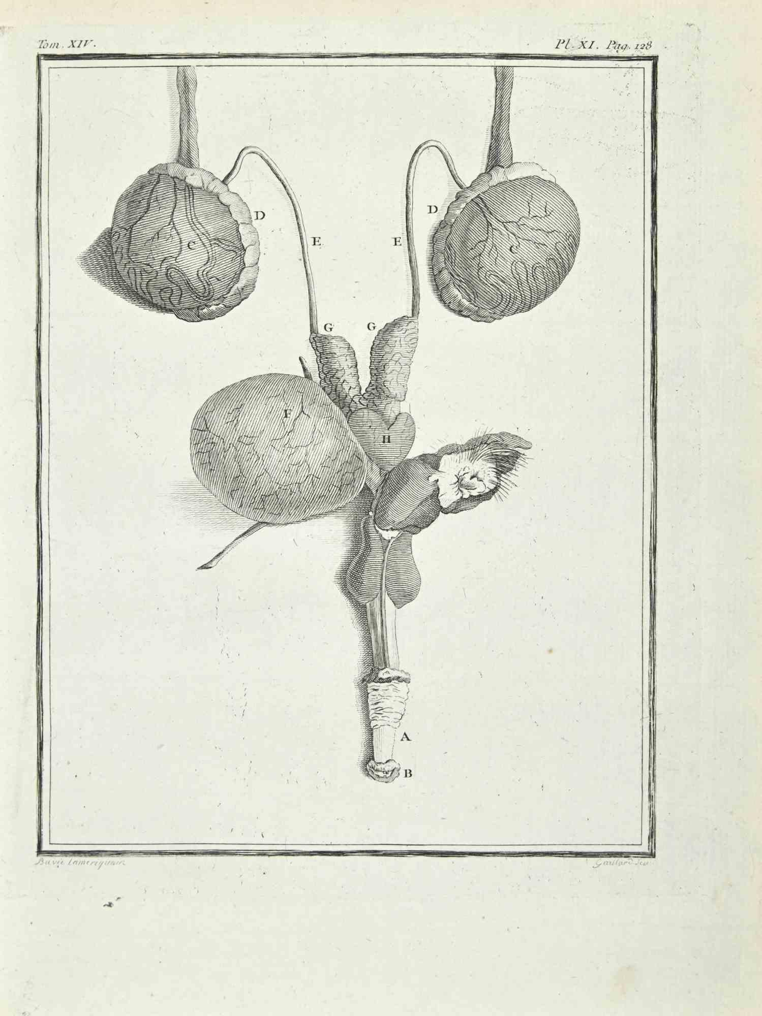 animal's urogenital system is an etching realized by Lorenz Heister in 1750.

Signed in plate.

The artwork Belongs to the suite "Histoire naturelle, générale et particulière avec la description du Cabinet du Roi". Paris: Imprimerie Royale,