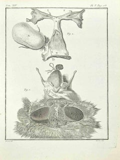 Interior of Animal - Etching by Lorenz Heister - 1750