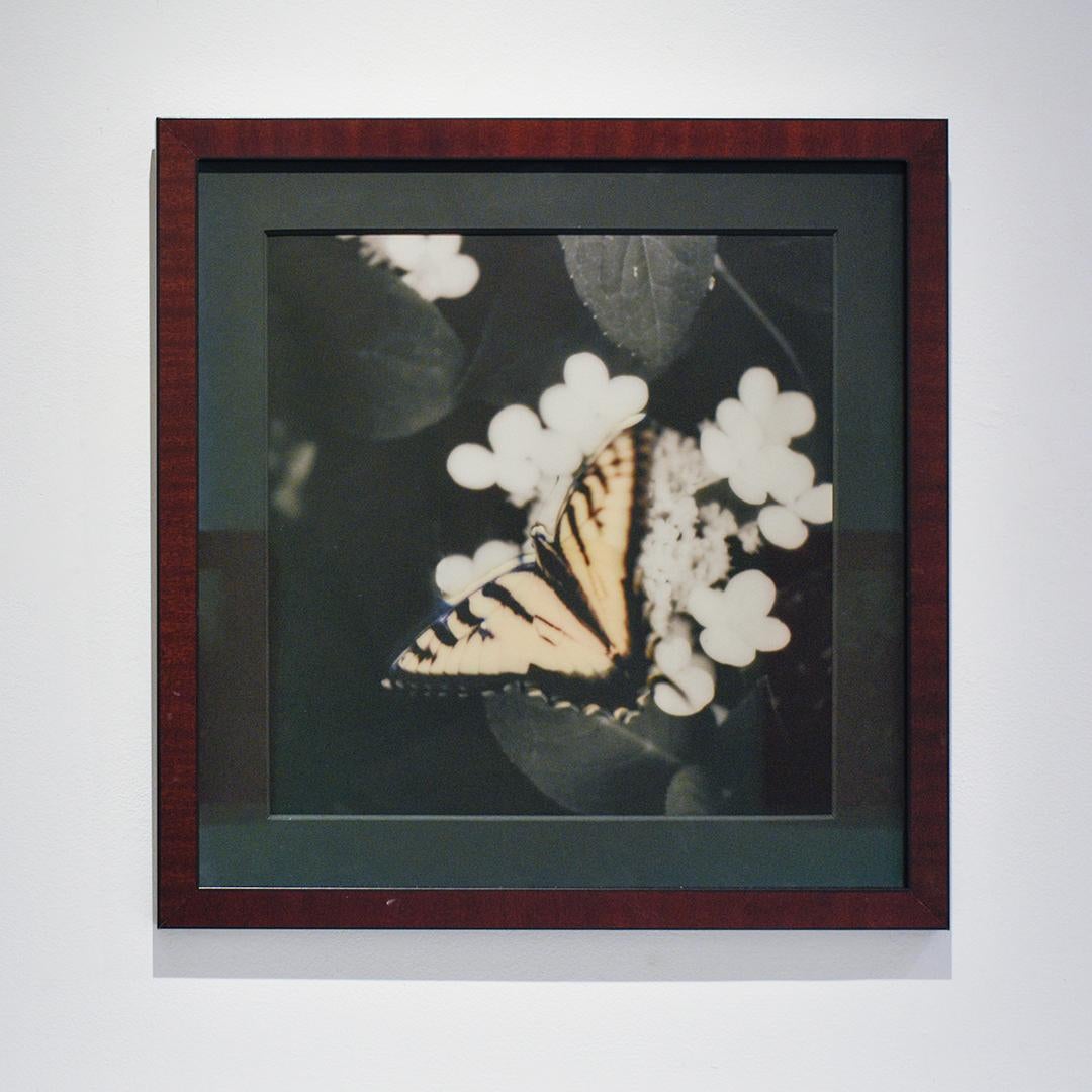 Papillon : Photographie de nature morte d'un papillon jaune et de fleurs blanches - Noir Still-Life Photograph par Lori Van Houten