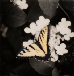 Papillon : Photographie de nature morte d'un papillon jaune et de fleurs blanches